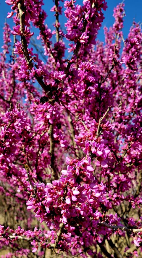 Tiny photo for 764 Blue Roan Court, Warrenville, SC 29851 (MLS # 536798)