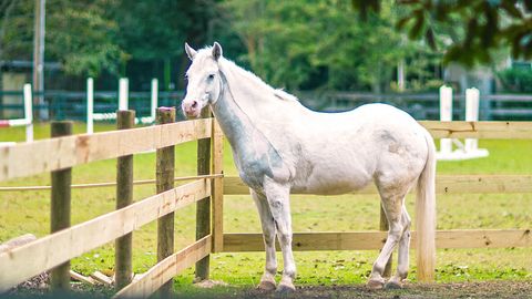 Tiny photo for 3036 Fancy Trail, Aiken, SC 29803 (MLS # 549549)