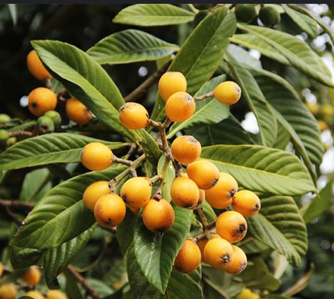 Tiny photo for 1818 Mcdowell Street, Augusta, GA 30904 (MLS # 550014)