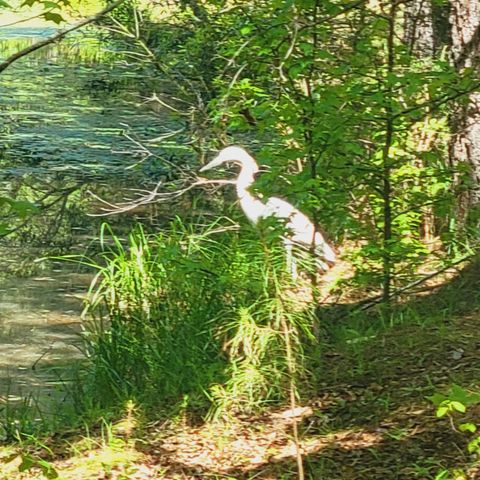 Tiny photo for 2946 Upper Mill Road, McCormick, SC 29835 (MLS # 540699)