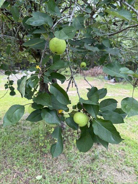 Tiny photo for 5920 Ga-23, Waynesboro, GA 30830 (MLS # 545597)