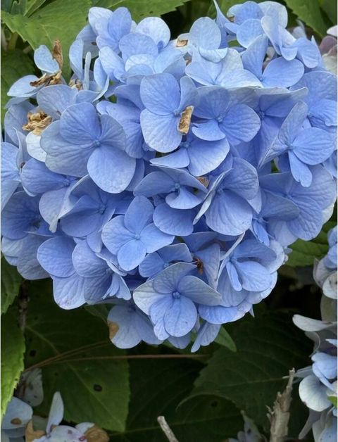 Tiny photo for 5920 Ga-23, Waynesboro, GA 30830 (MLS # 545597)