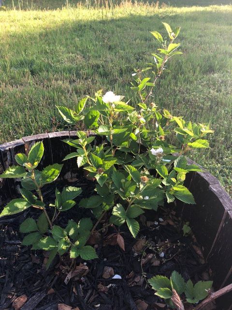 Tiny photo for 149 Woodland Drive, Martinez, GA 30907 (MLS # 549273)