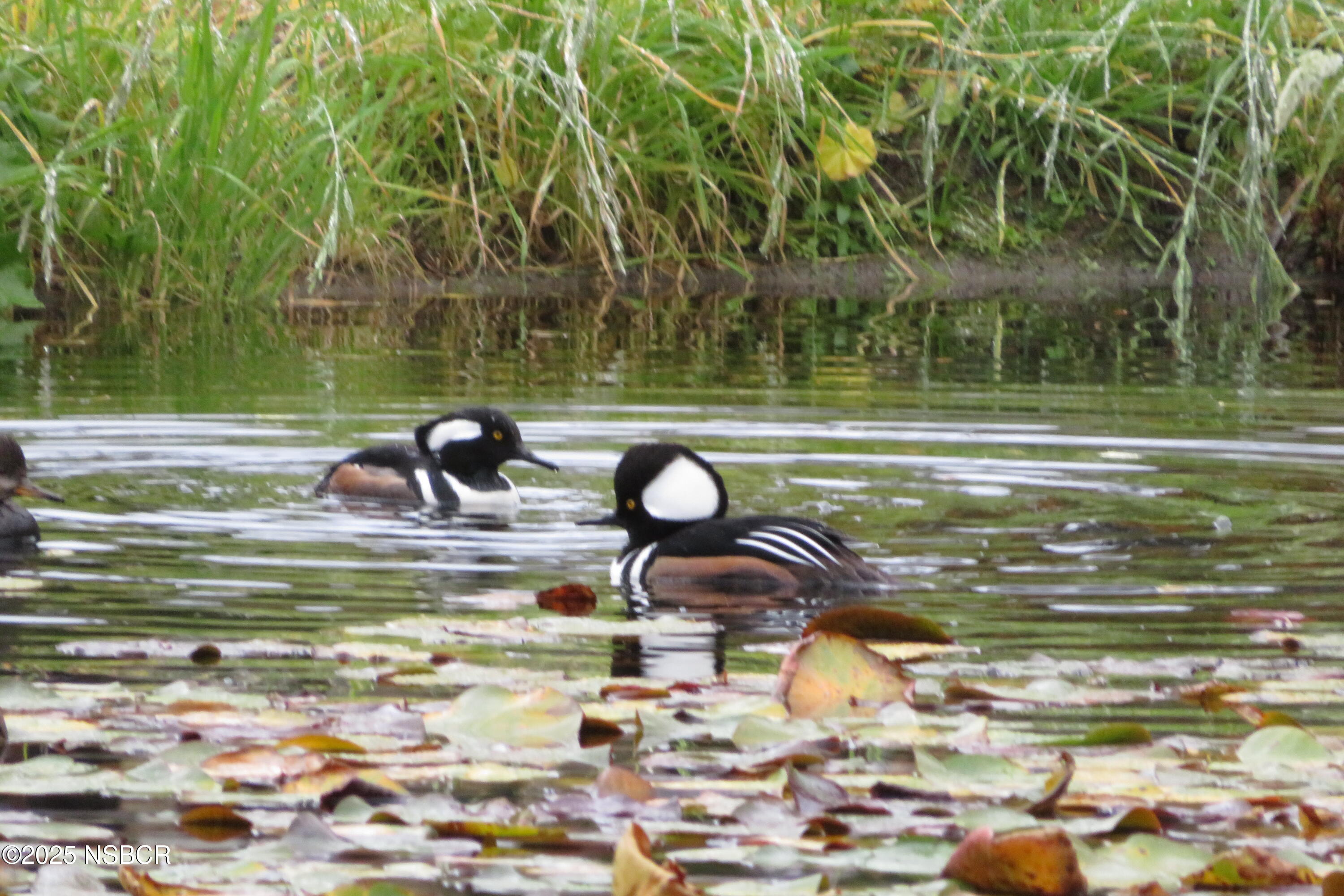 Lompoc, California 93436, United States, 4 Bedrooms Bedrooms, ,3 BathroomsBathrooms,Residential,Active,171348