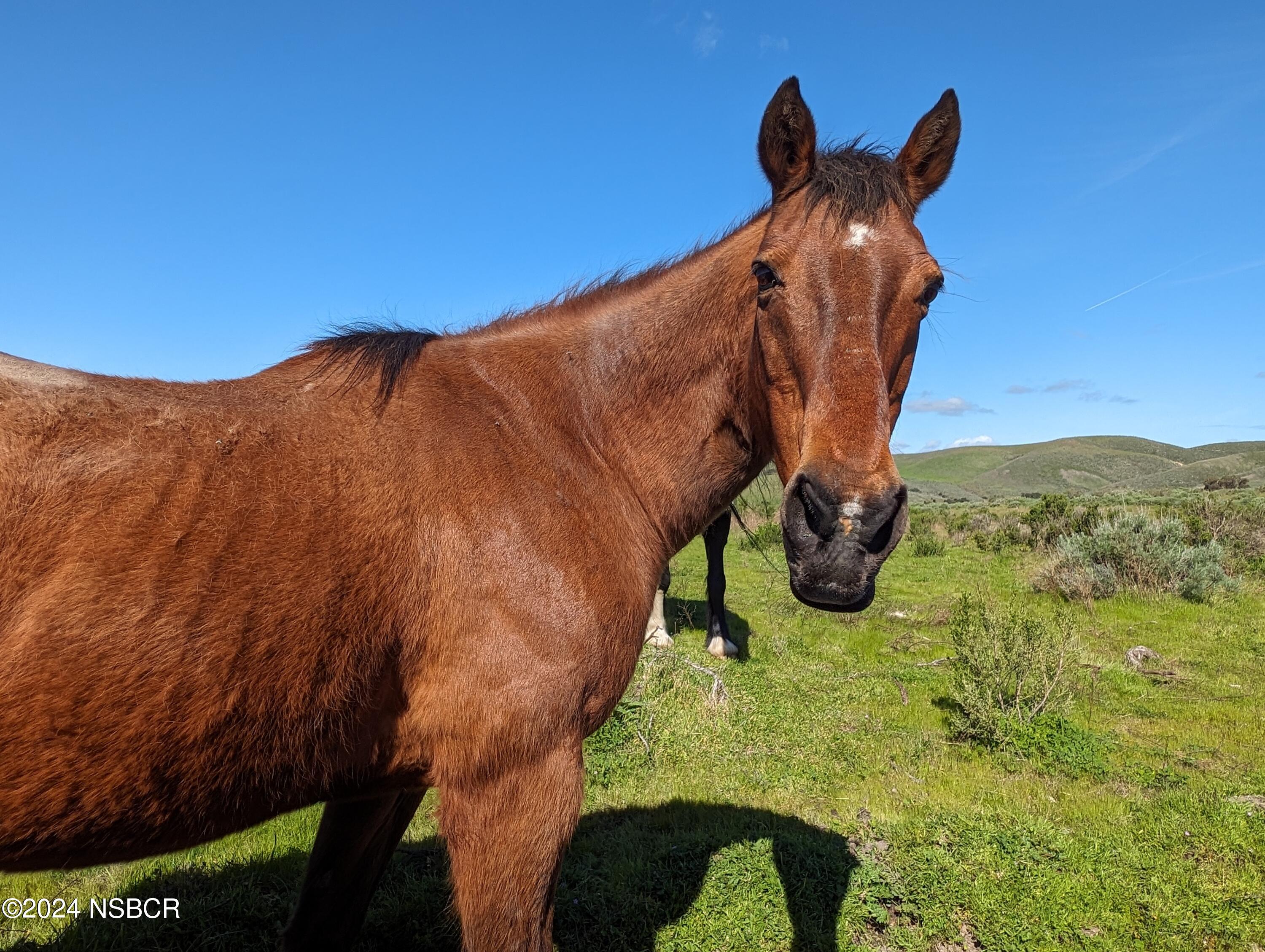 Lompoc, California 93436, United States, ,Land,Active,72587