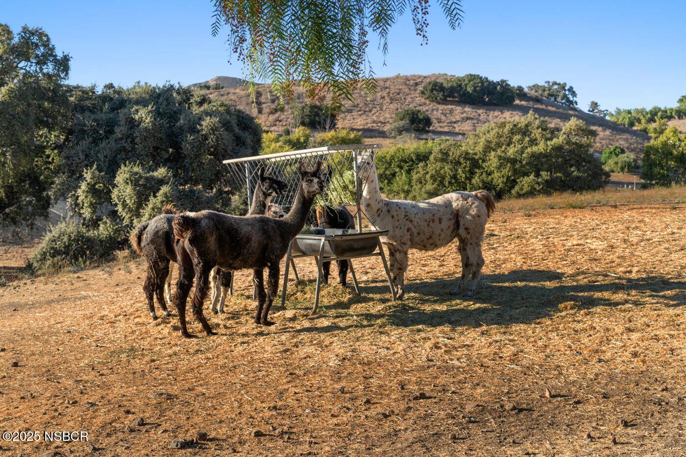 Santa Ynez, California 93460, United States, 45 Bedrooms Bedrooms, ,46 BathroomsBathrooms,Residential,Active,235373