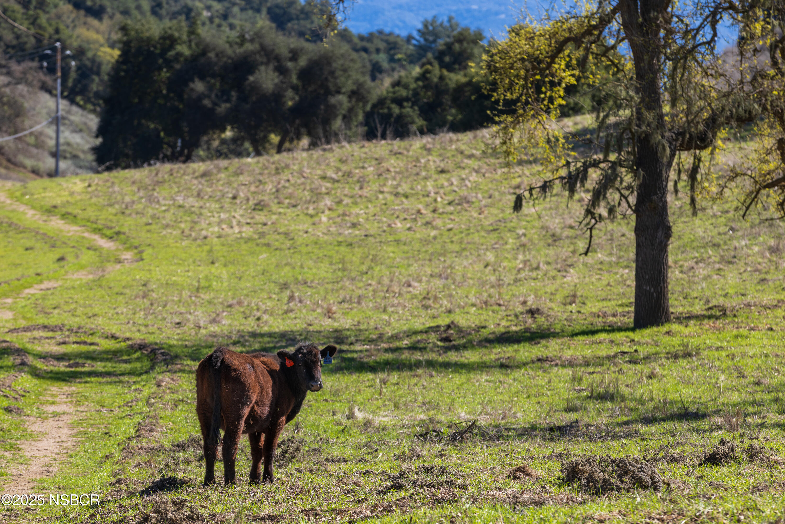 Santa Ynez, California 93460, United States, ,Land,Active,100208