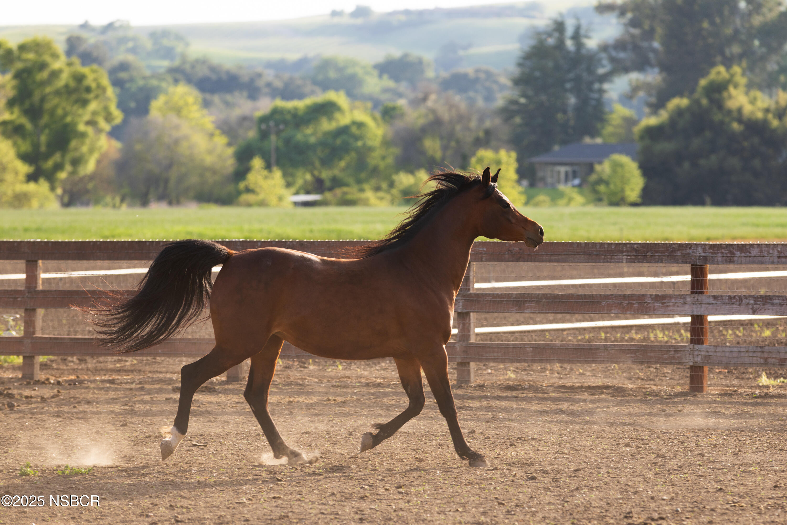 Los Olivos, California 93441, United States, 3 Bedrooms Bedrooms, ,5 BathroomsBathrooms,Residential,Active,237705