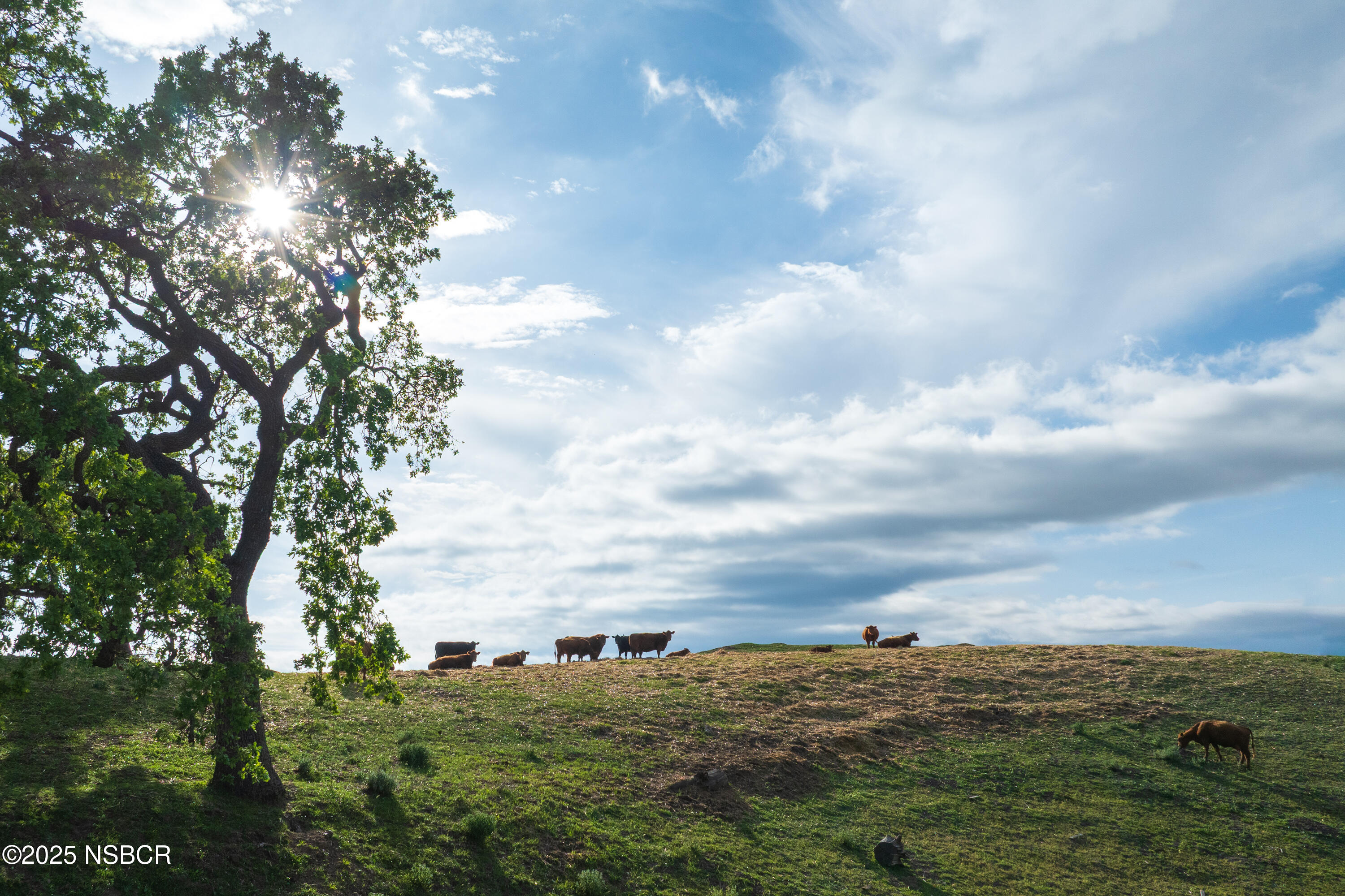 Los Olivos, California 93441, United States, 3 Bedrooms Bedrooms, ,5 BathroomsBathrooms,Residential,Active,237705