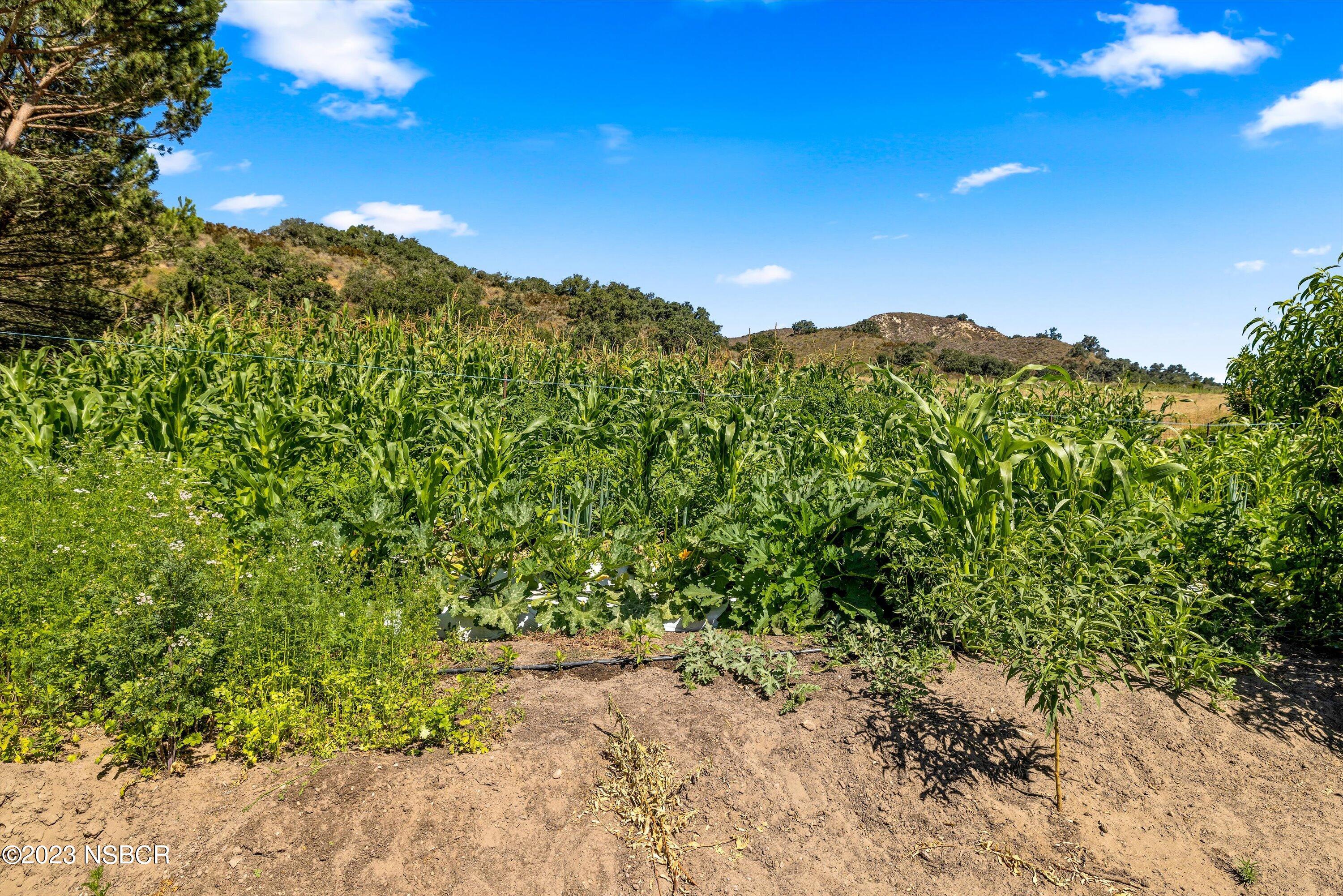 Lompoc, California 93436, United States, 3 Bedrooms Bedrooms, ,2 BathroomsBathrooms,Residential,Active,71315