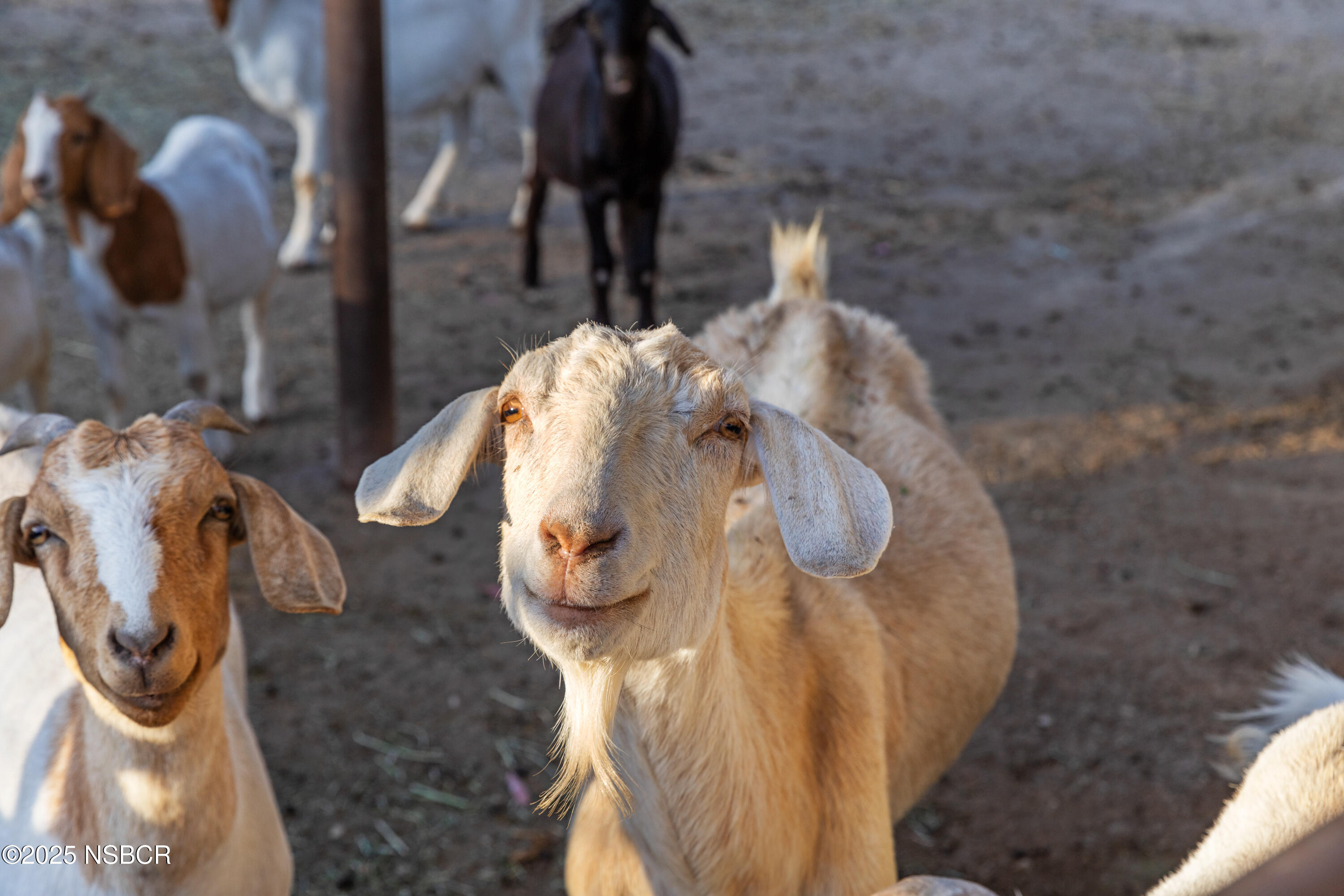 Solvang, California 93463, United States, 5 Bedrooms Bedrooms, ,4 BathroomsBathrooms,Residential,Active,165846