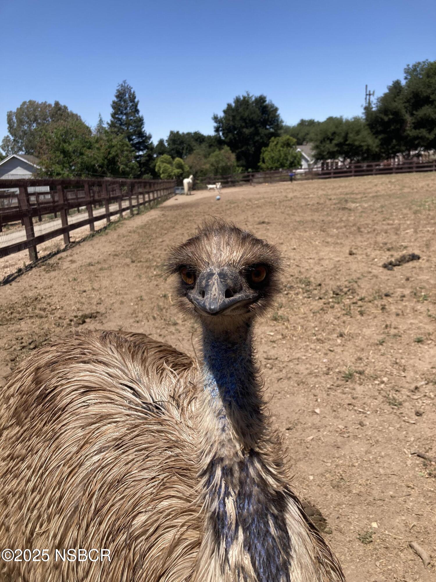 Solvang, California 93463, United States, 5 Bedrooms Bedrooms, ,4 BathroomsBathrooms,Residential,Active,165846