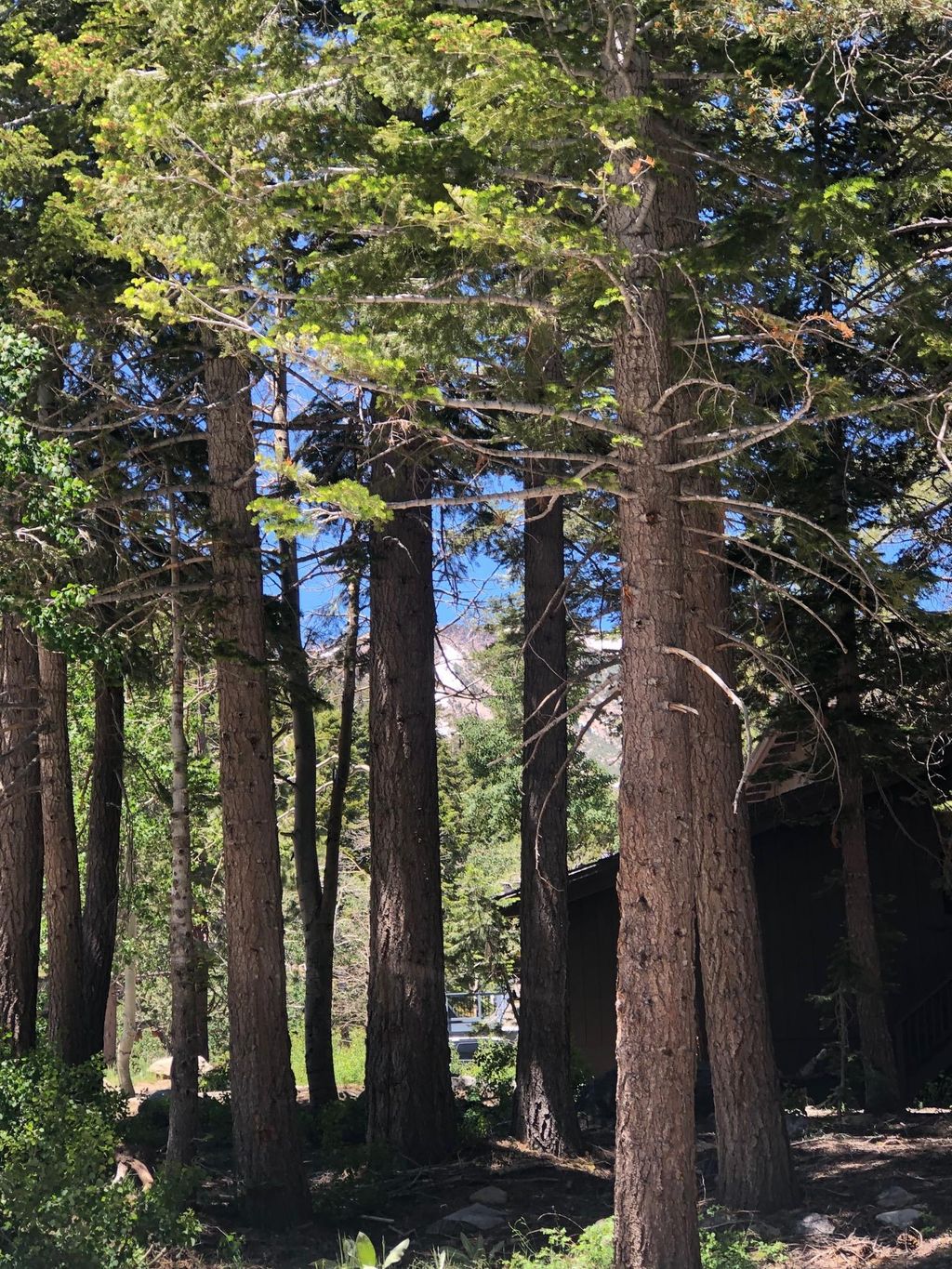 Photo of 136 Red Fir Rd #21, Mammoth Lakes, CA 93546 (MLS # 250196)