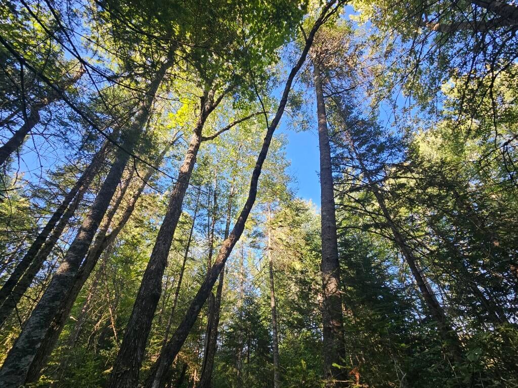 Photo of M11L1 Wilder Davis Road, Hudson, ME 04449 (MLS # 1682771)