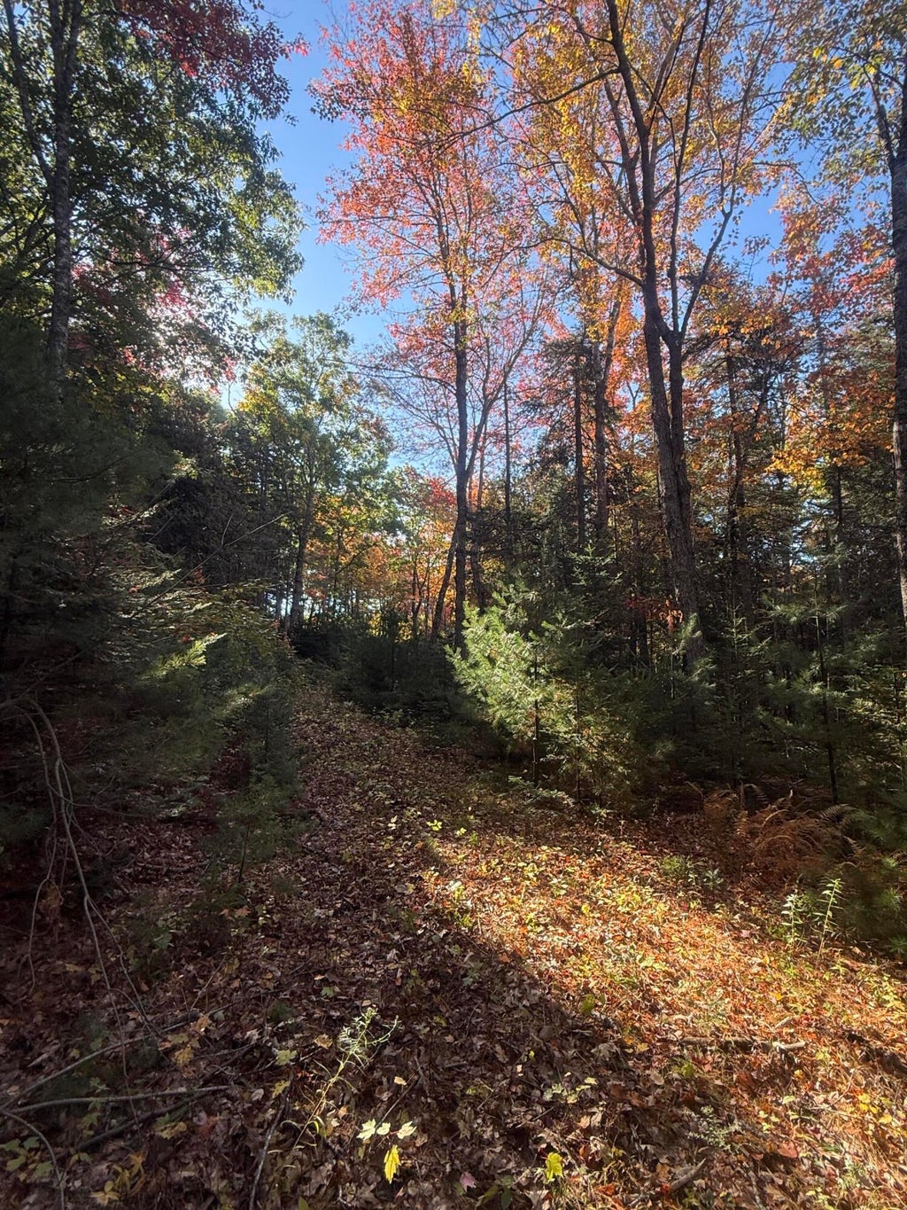 Photo of 11&amp;15 Bagaduce Lane, Sedgwick, ME 04676 (MLS # 1684423)