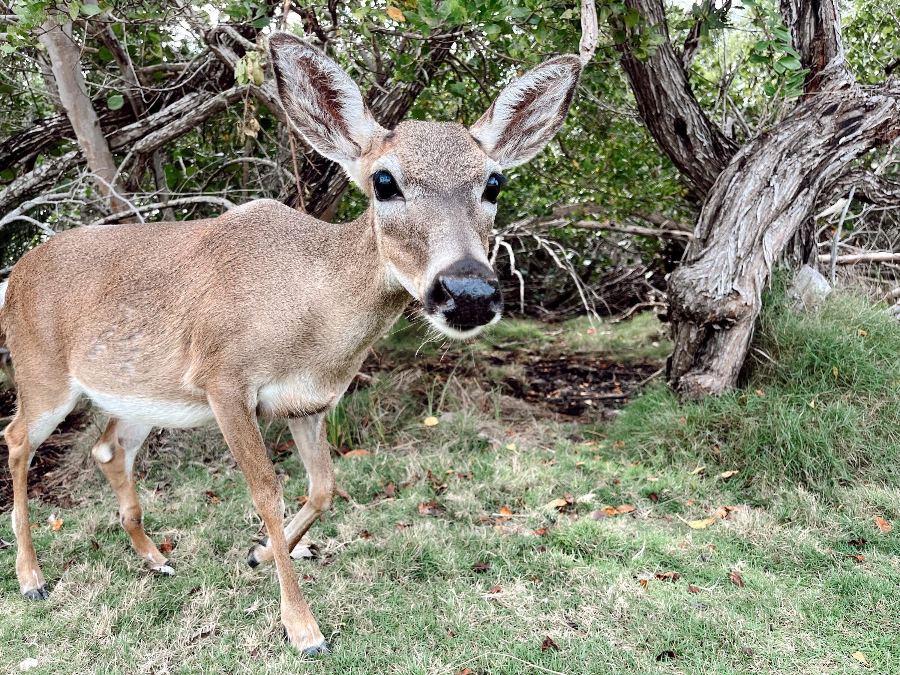Big Pine, Florida 33043, United States, 2 Bedrooms Bedrooms, ,2 BathroomsBathrooms,Residential,Active,112332