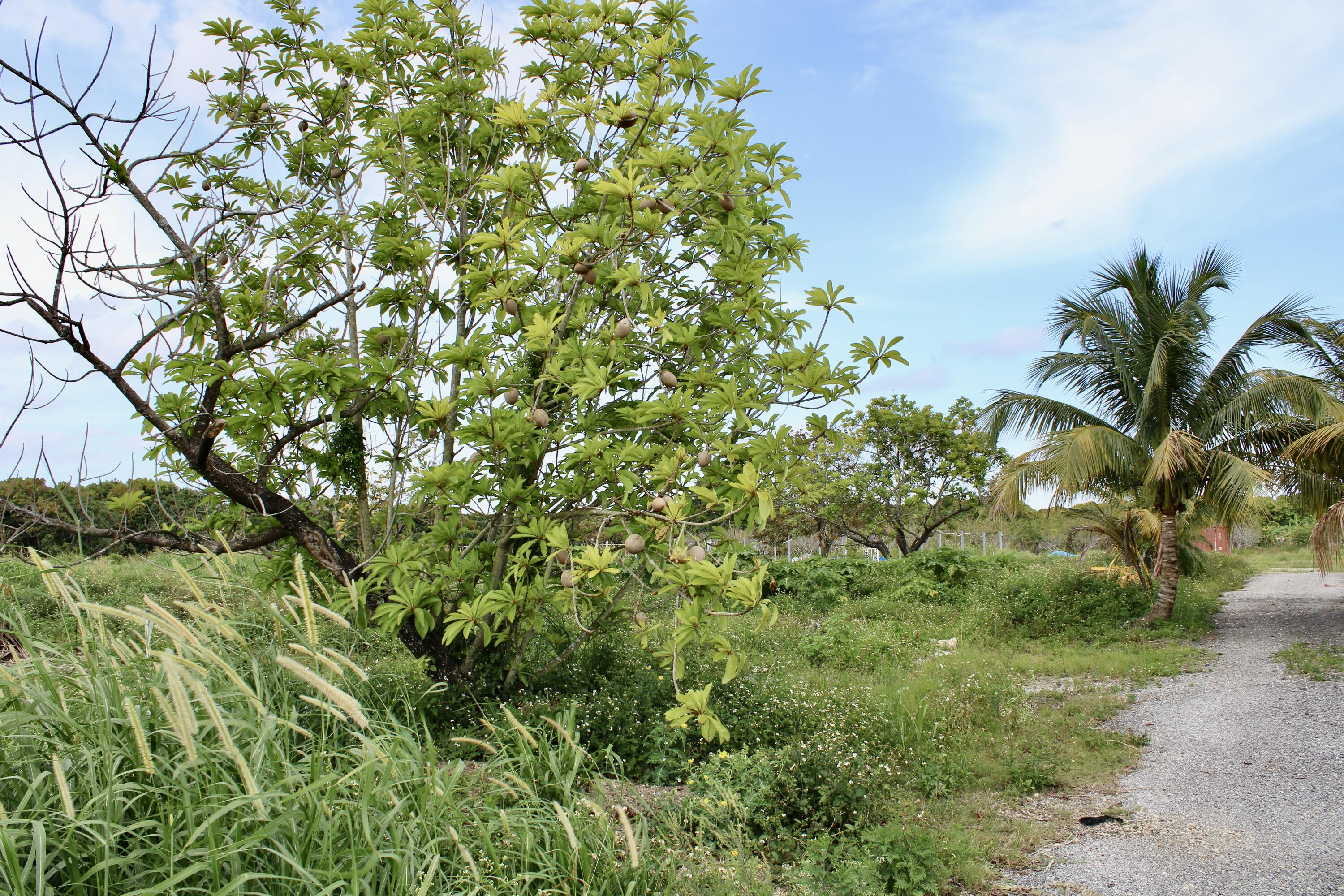 Other, Florida 33187, United States, ,Land,Active,110369