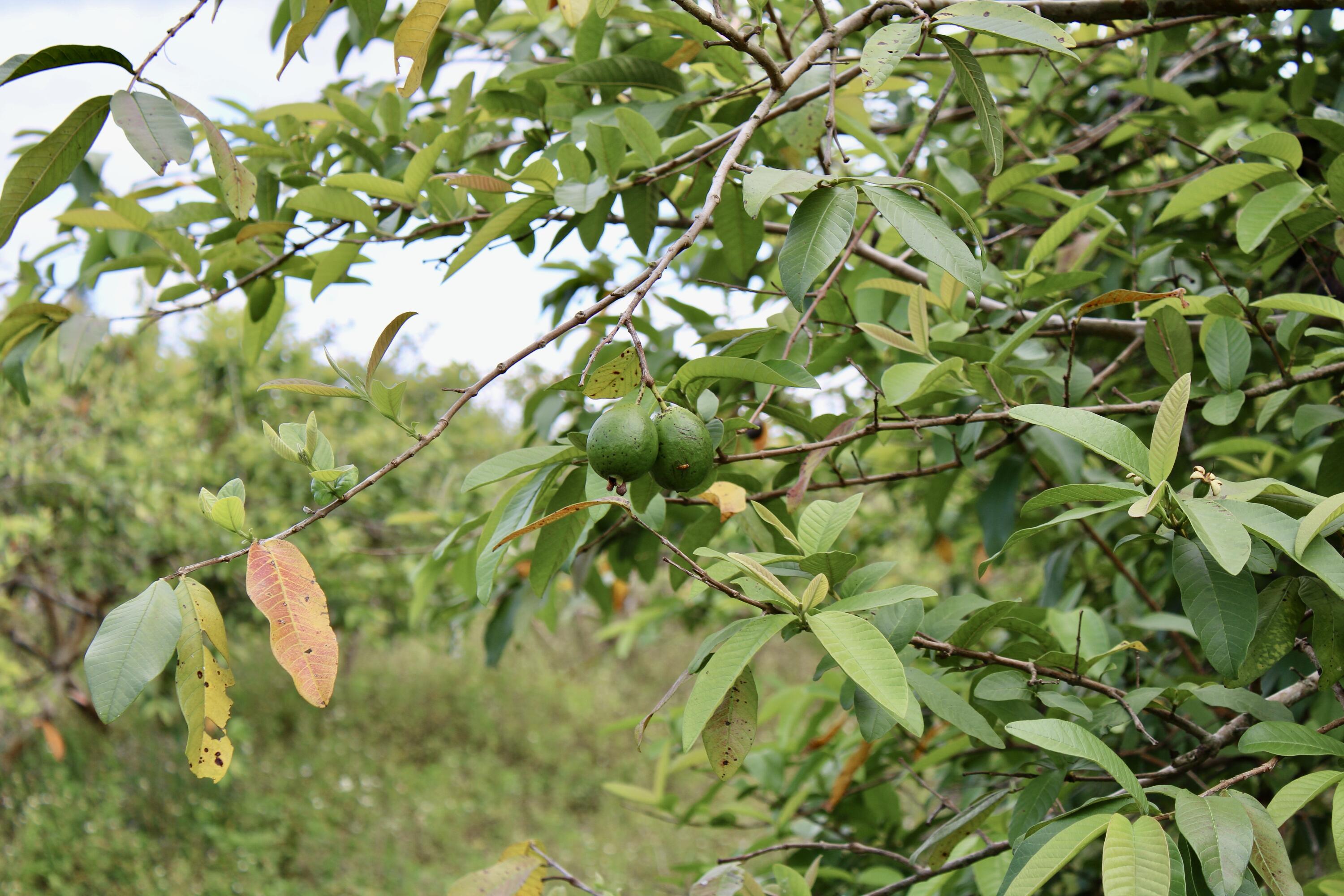 Homestead, Florida 33187, United States, ,Land,Active,61372