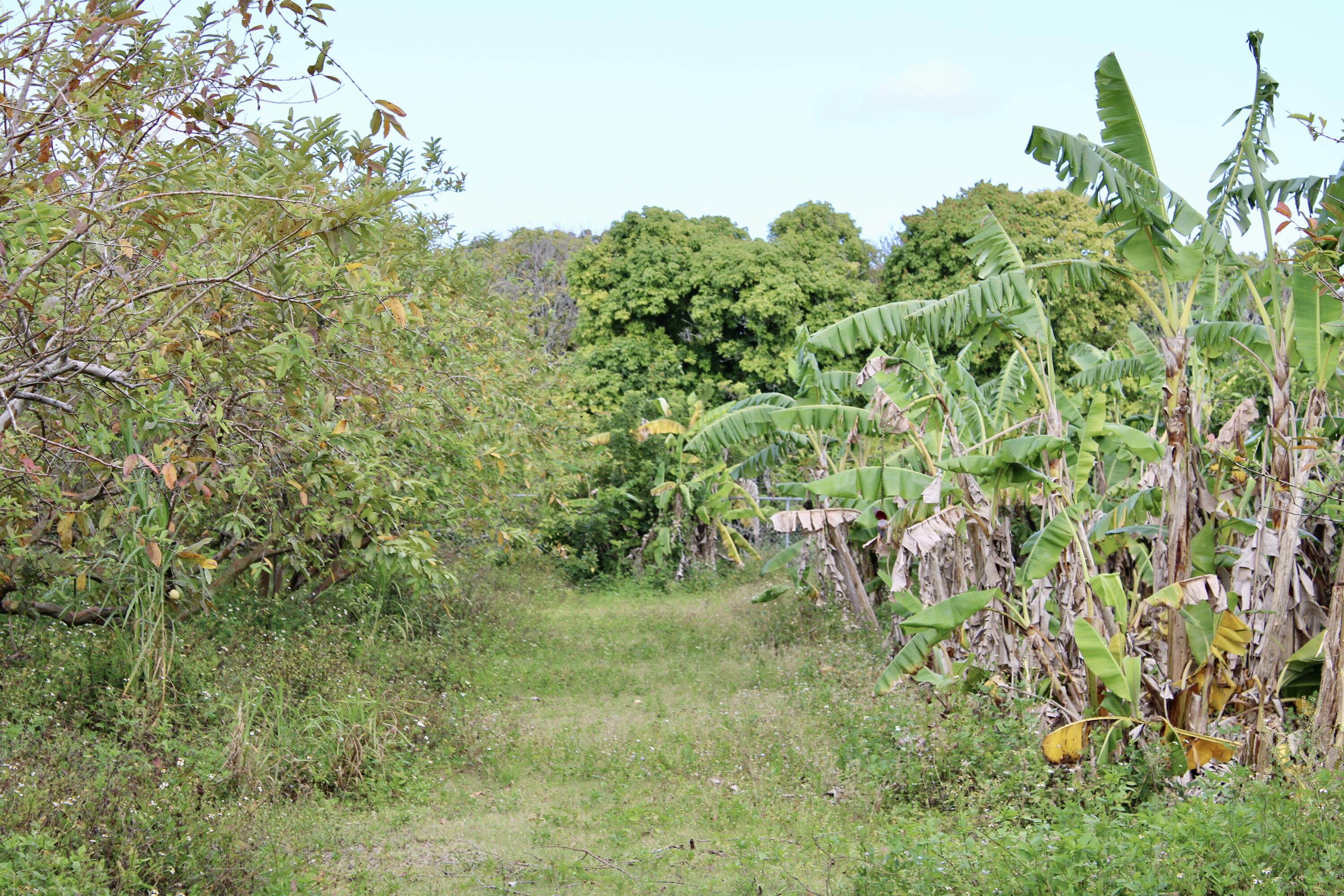 Homestead, Florida 33187, United States, ,Land,Active,61372