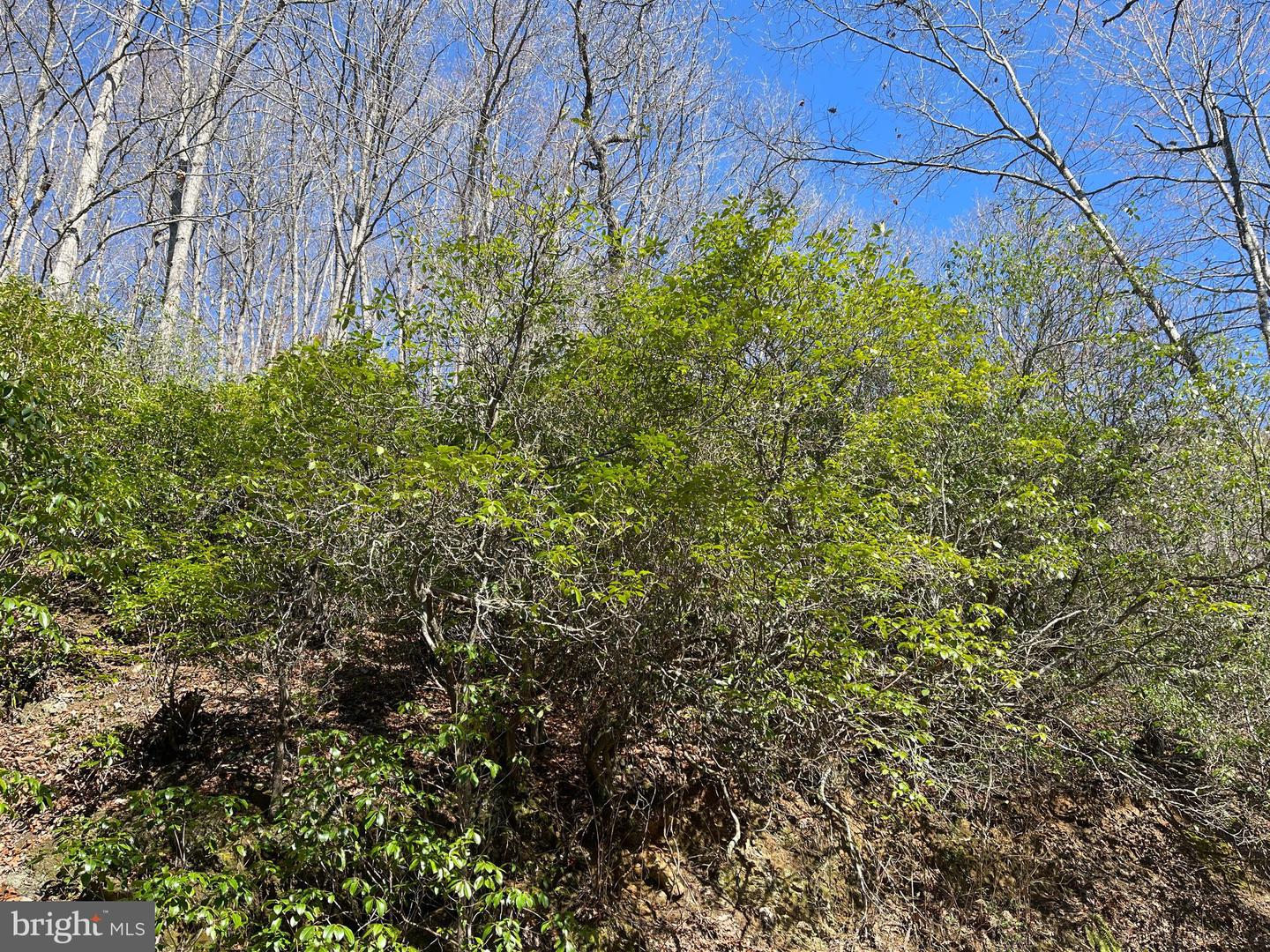 Bear Cove Circle, Bryson City, North Carolina image 7