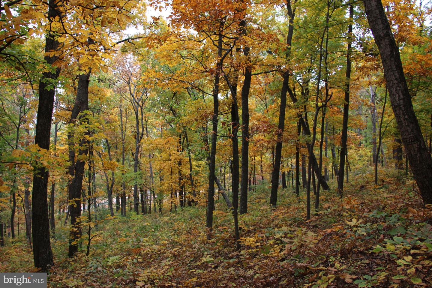 Moorehead Road, Gore, VA, 22637