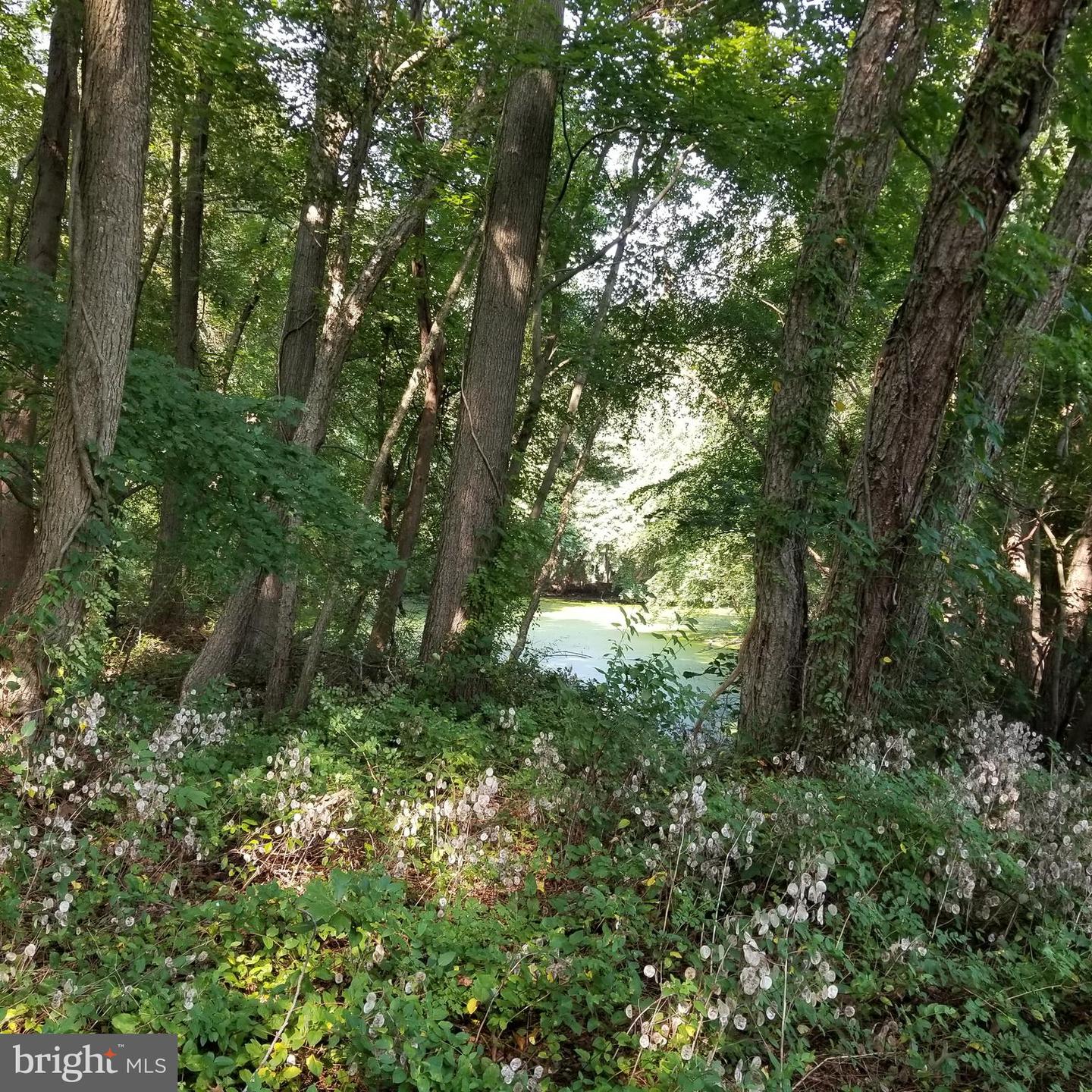 Photo 11 of 11 of 12355 Connelly Rd land
