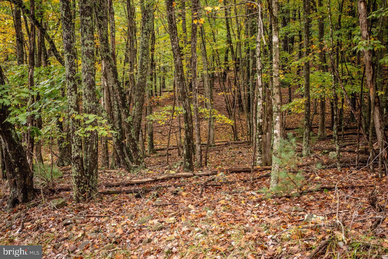 Dry Run Road, Sugar Grove, West Virginia image 4