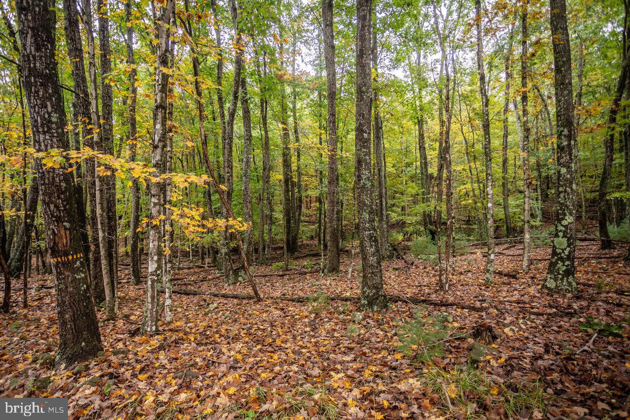 Dry Run Road, Sugar Grove, West Virginia image 3