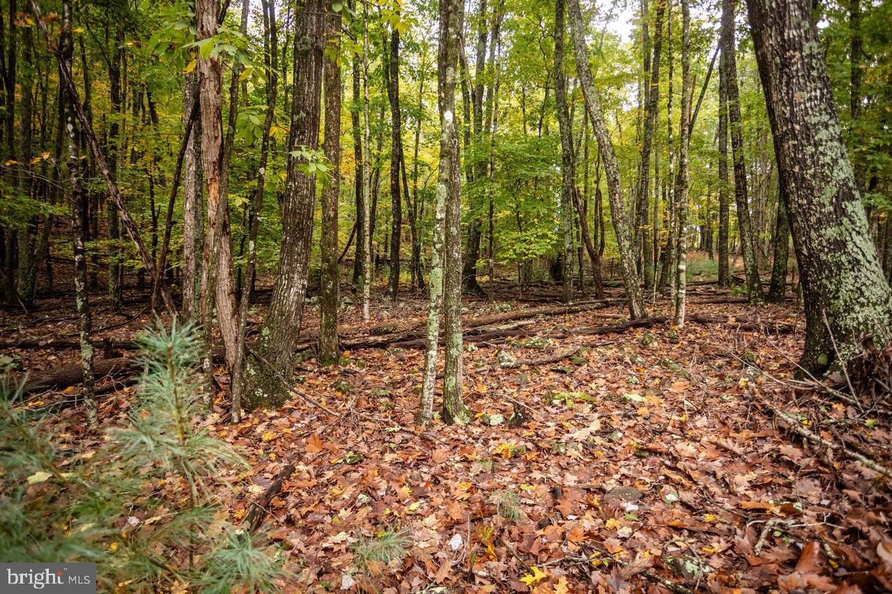 Dry Run Road, Sugar Grove, West Virginia image 5