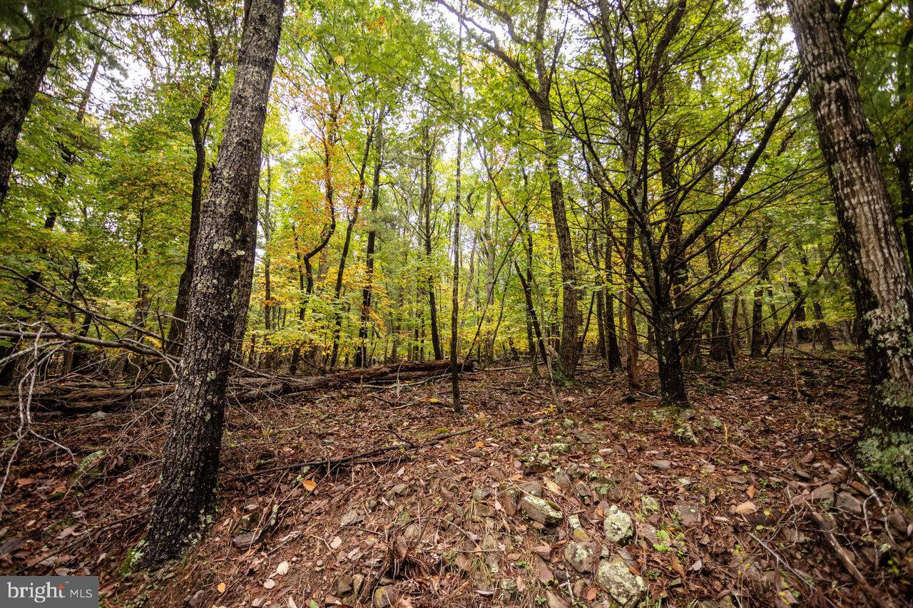 Dry Run Road, Sugar Grove, West Virginia image 11