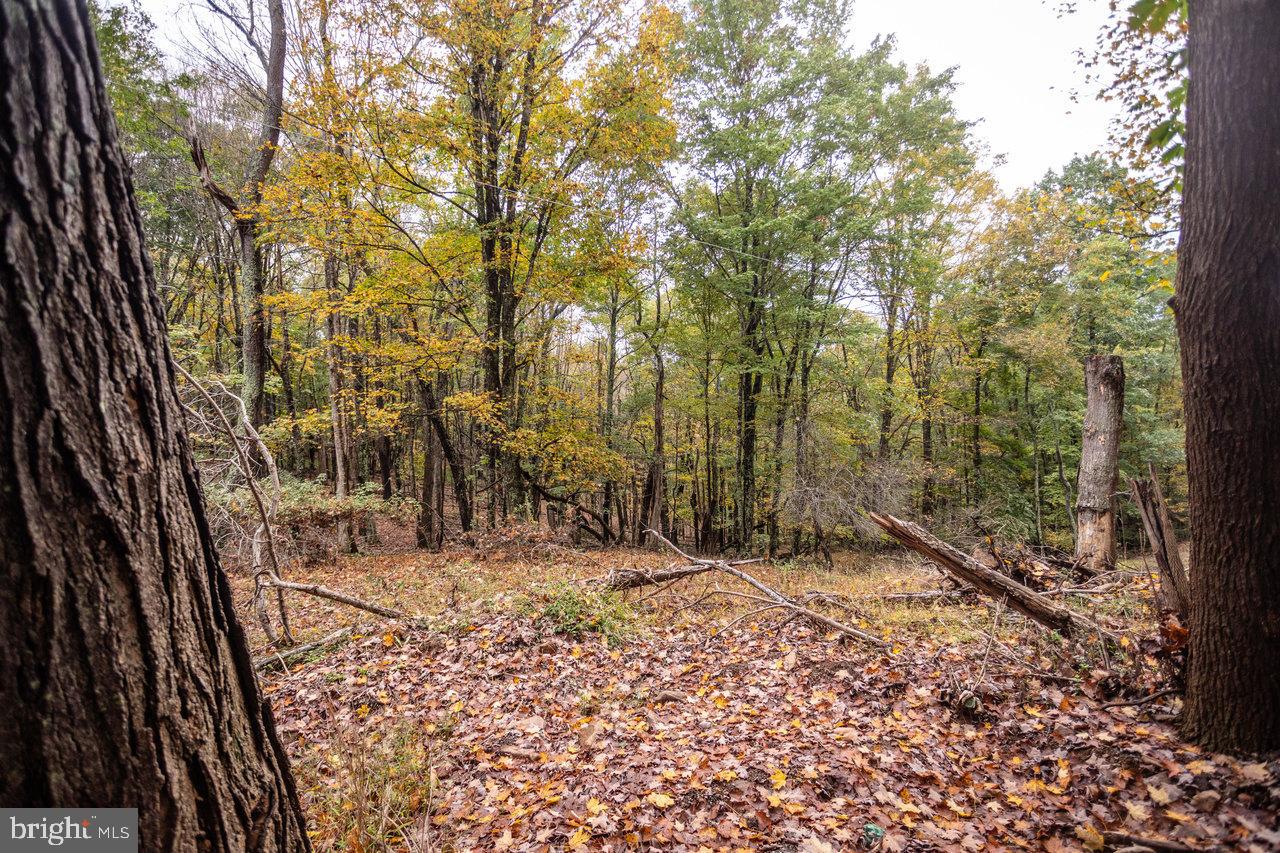 Dry Run Road, Sugar Grove, West Virginia image 8