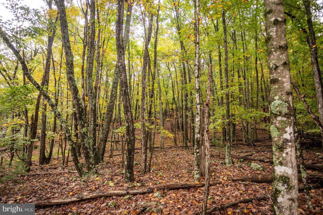 Dry Run Road, Sugar Grove, West Virginia image 6