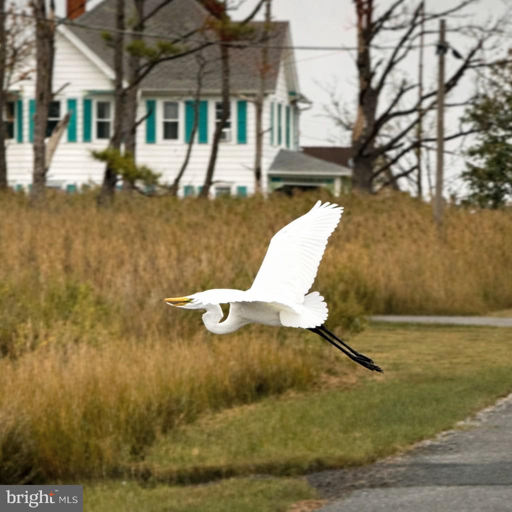1606 Steamboat Wharf Road, Fishing Creek, MD, 21634