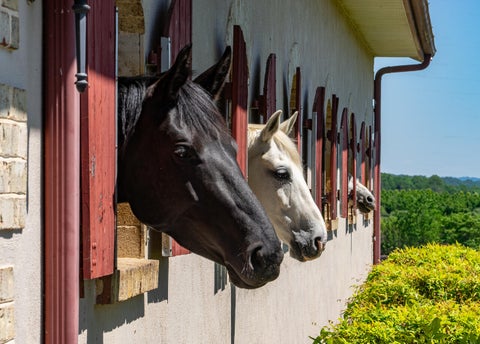 Photo for 100 Equus
