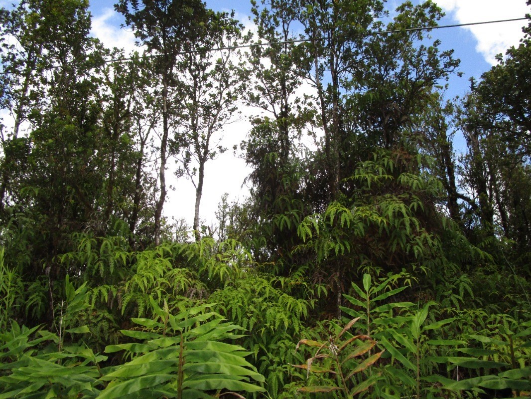 Photo 1 of 3 — OMEKA RD, Volcano, HI 96785