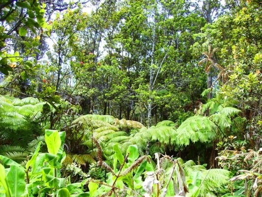 Photo 1 of 2 — SIXTH ST, Volcano, HI 96785