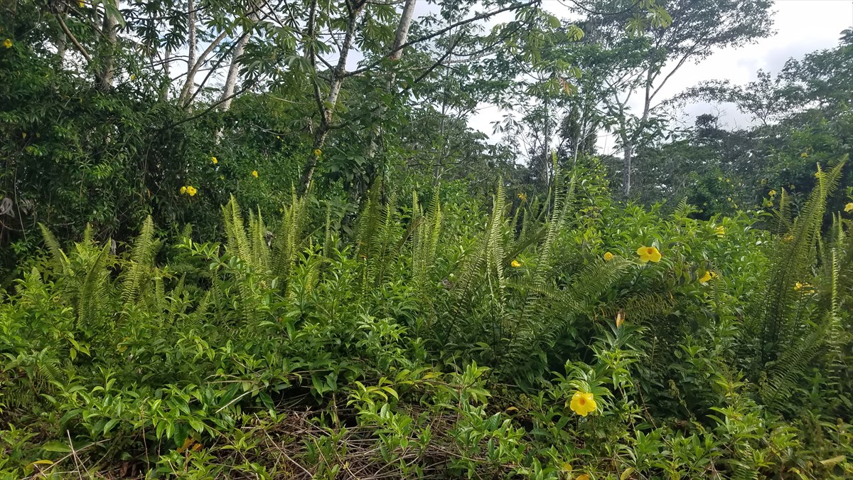 Photo 1 of 7 — PUNA RD, Pahoa, HI 96778