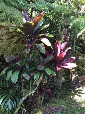 Photo 1 of 1 — 11-2024 KOKOKAHI RD, Volcano, HI 96785