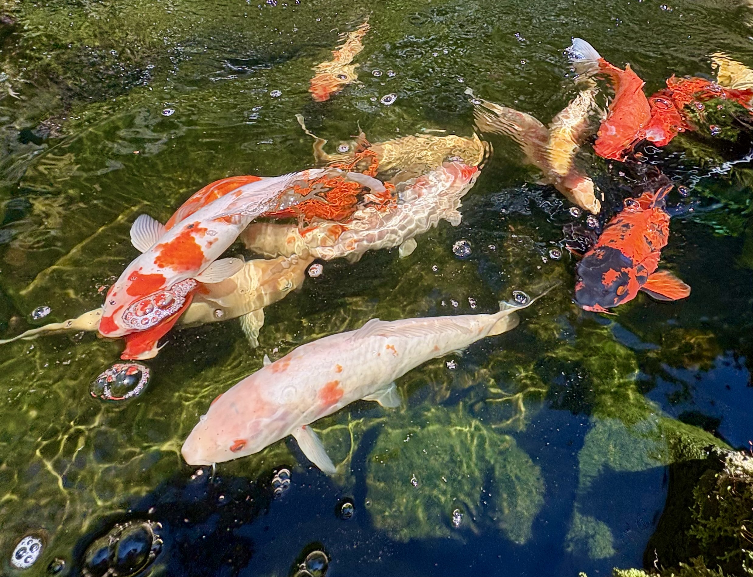 Stunning and super friendly koi fish in the fish pond off the main home. (I call them puppy fish, they're always happy to see me and wag their fins!) Make sure you ask to feed the fish, they love it!