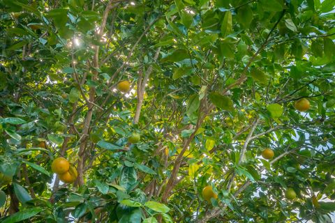 Tiny photo for 5729-J Kololia Pl, Kapaa, HI 96746 (MLS # 725966)