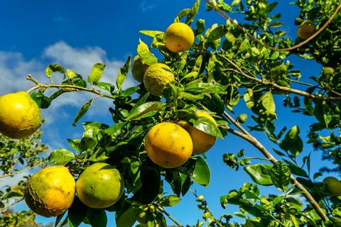 Tiny photo for 4650 Uha Rd, Lawai, HI 96741 (MLS # 725026)