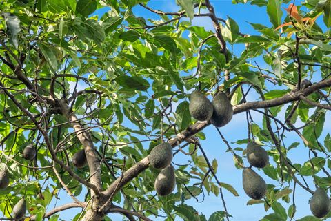 Tiny photo for 181 Pokukala St, Kapaa, HI 96746 (MLS # 728366)