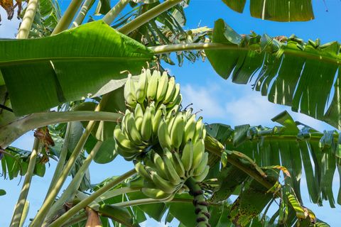 Tiny photo for 181 Pokukala St, Kapaa, HI 96746 (MLS # 728366)