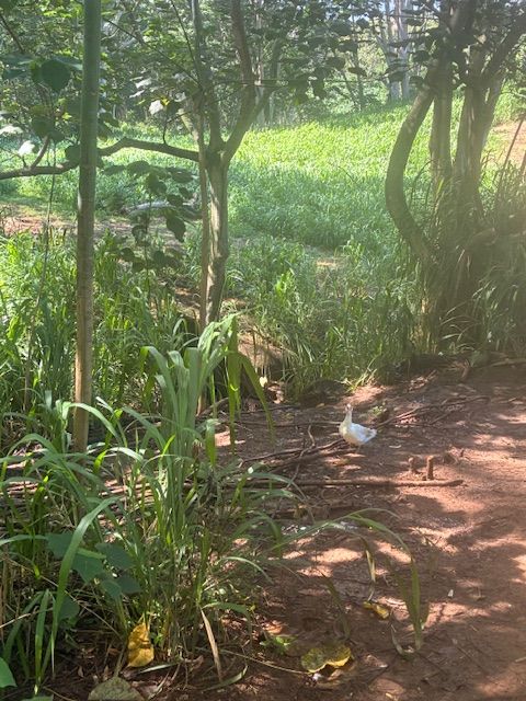 Tiny photo for #14A, Kapaa, HI 96746 (MLS # 724440)