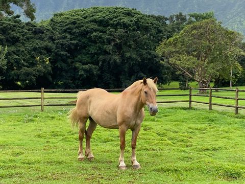 Tiny photo for 2818 Kamookoa Rd #1, Kilauea, HI 96754 (MLS # 728631)