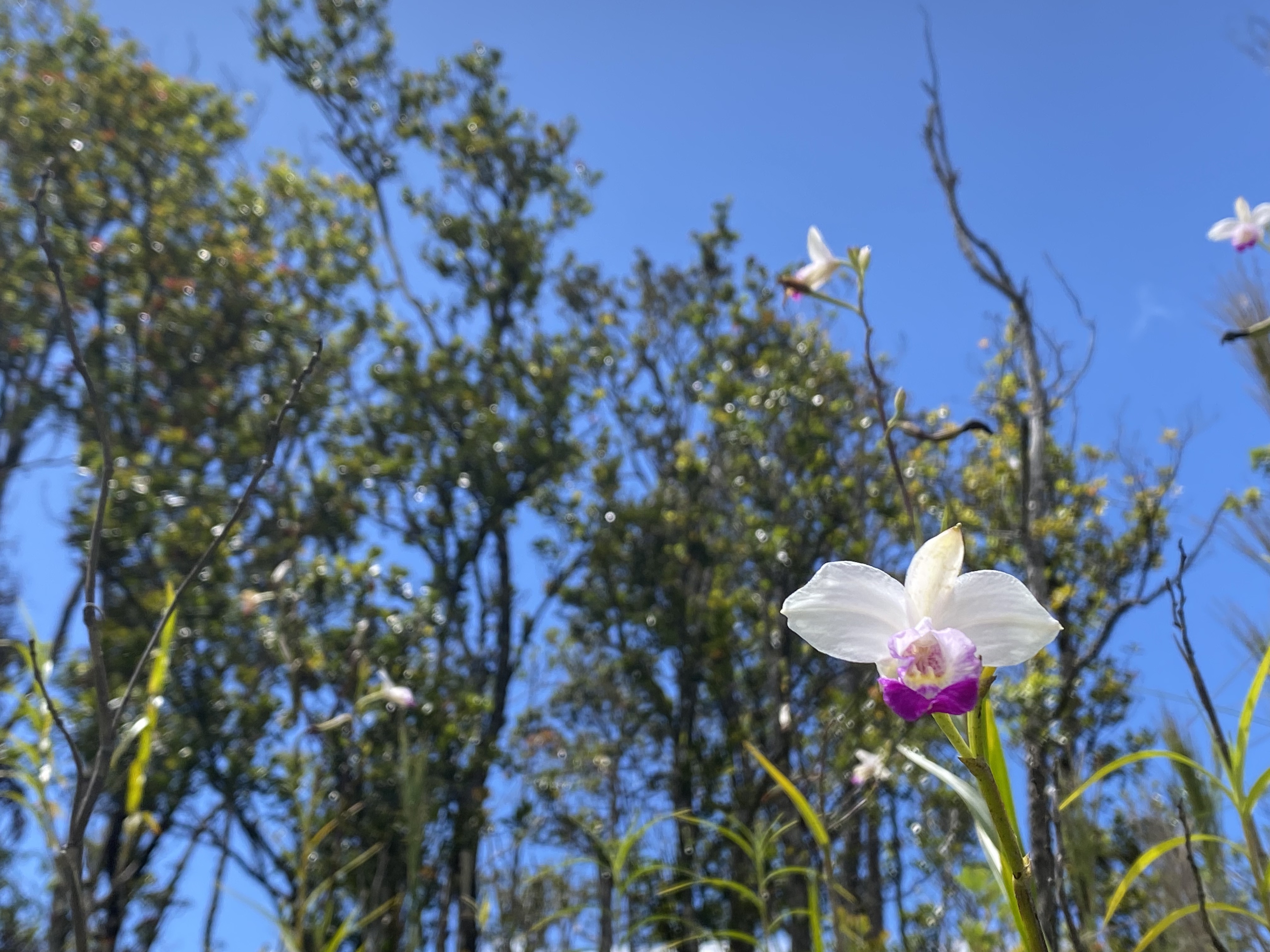 Wild orchids and native Ohia decorate this wooded lot.