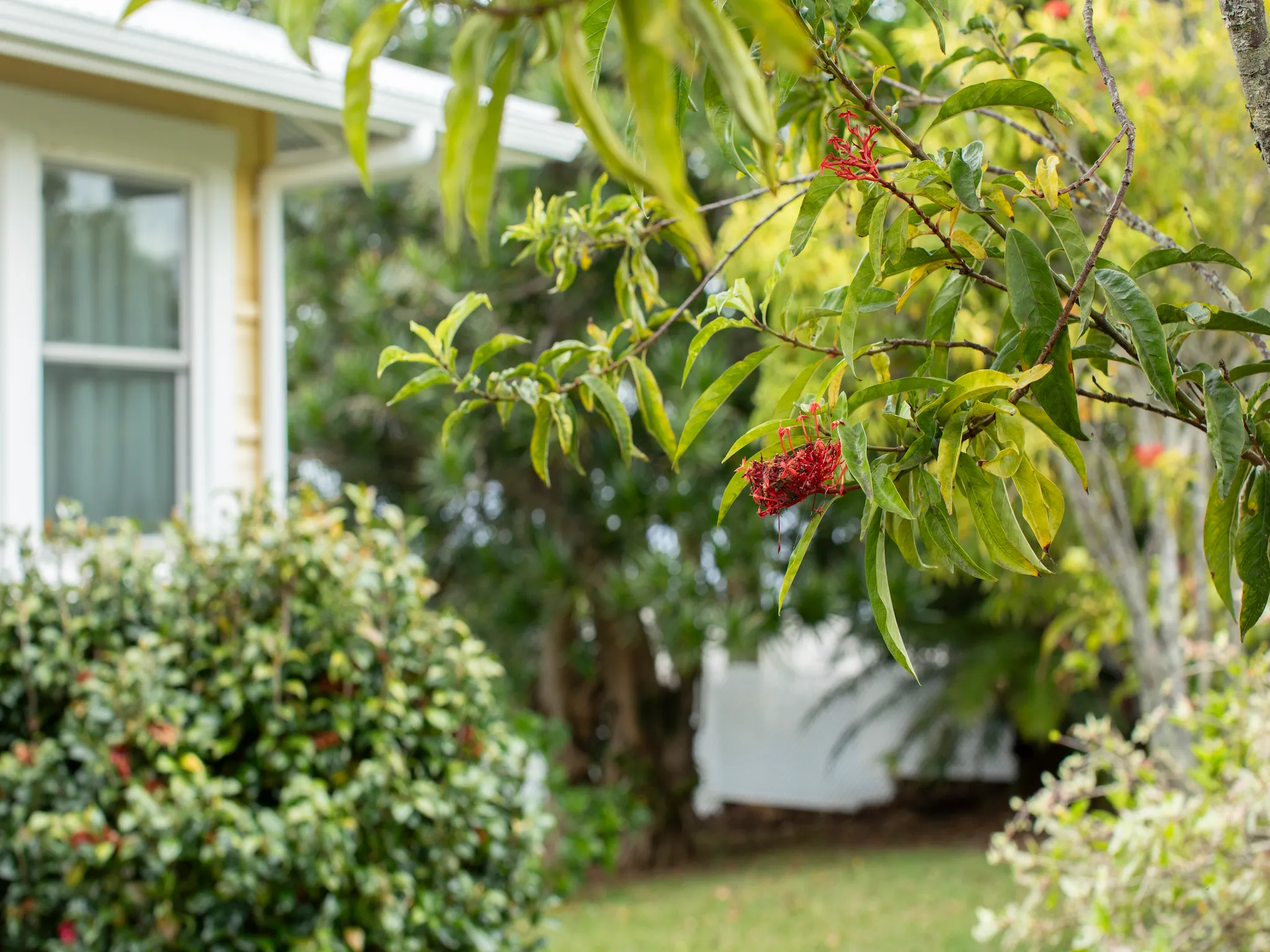 Honokaa, Hawaii 96727, United States, 3 Bedrooms Bedrooms, ,1 BathroomBathrooms,Residential,Active,94289