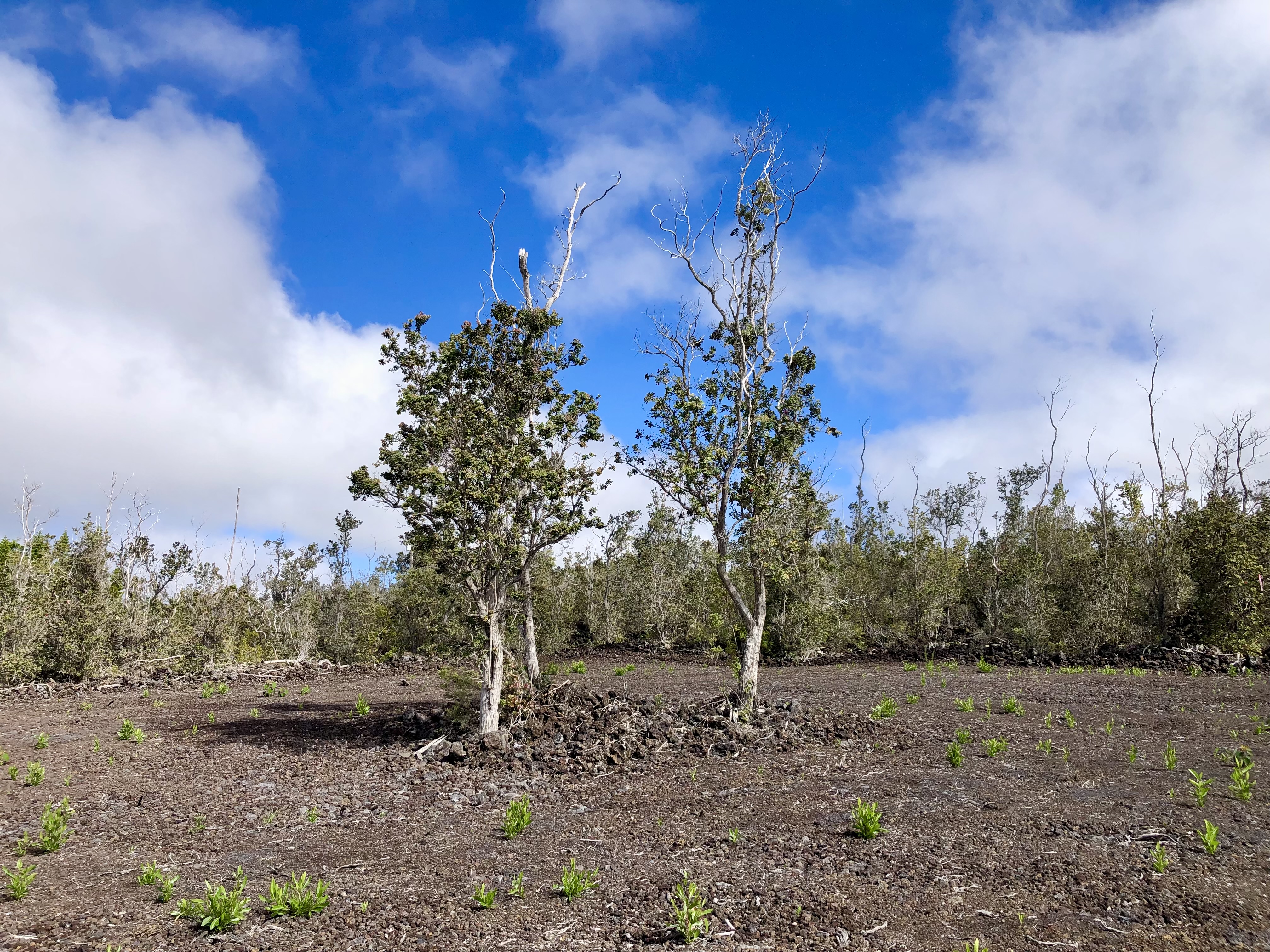 Photo 1 of 17 — PARADISE PKWY, Ocean View, HI 96737