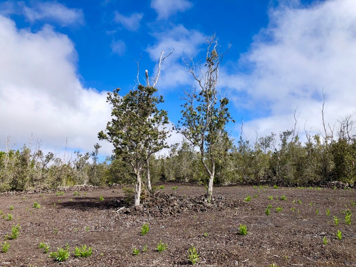 Photo 1 of 17 — PARADISE PKWY, Ocean View, HI 96737