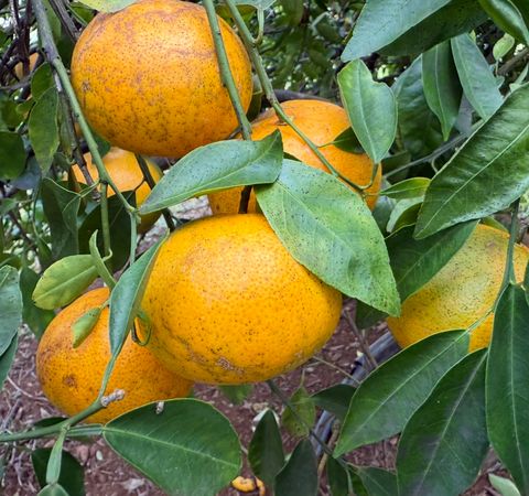 Tiny photo for 961-B Kamalu Rd, Kapaa, HI 96746 (MLS # 723721)